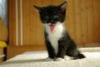 Kitty.jpg