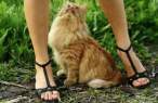 Kitty.jpg