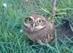 Owl.jpg