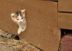 Kitty.jpg