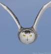 Owl.jpg