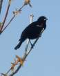 Blue Skyed Bird.jpg