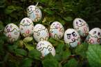 WTF Eggs.jpg