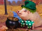 funny-wallpapers-rich-pig.jpg