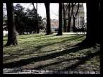 In the Shadows.jpg