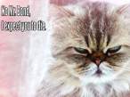 Bond0Cat.jpg