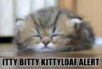 kittyloafalert.png