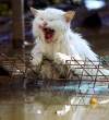 cat_flood.jpg