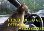 driving_cat.jpg