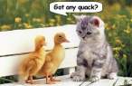 Got-Any-Quack.jpg