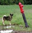Where to Pee Now.jpg