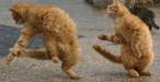 dancing-cats.jpg