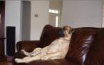 Couch Dog.jpg