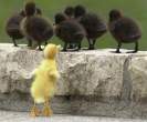 3817_1909_duck-segregation.jpg