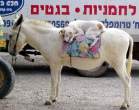 3701_1851_dog-on-a-donkey.jpg