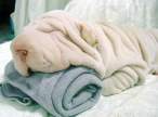 5851_2926_towel-or-dog.jpg