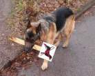 4891_2446_no-dogs-allowed.jpg