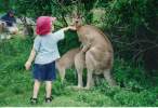 4491_2246_kangaroo-love.jpg