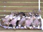 3743_1872_dogs-on-a-bench.jpg