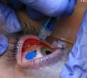 eyeball-tattoo.jpg