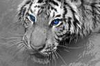Tiger eyes.jpg