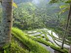 Terraced_Rice_Paddies_indonezia.jpg