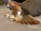 Bird of prey.jpg