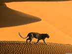 Leopard in desert (Namibia).jpg