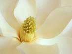Magnolia Blossom.jpg
