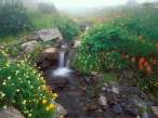 Flowing out of the Mist, Olympic National Park, .jpg