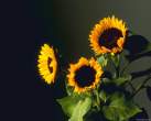3sunflowers.jpg