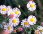 aster_daisies.jpg