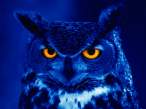 owl 0.jpg