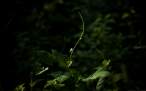 through_my_lens_summer_solitude.jpg