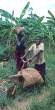 woodbike,Tanzania.jpg