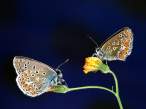 Lemon_Pansy_butterflys.jpg