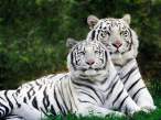 White Phase, Bengal Tigers.jpg