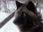 Tundra Wolf, Alaska.jpg