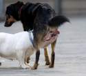 Funny Animal Picture.jpg