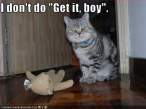 Click to enlarge funny-pictures-cat-will-not-fetch.jpg
