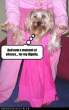 Click to enlarge funny-dog-pictures-moment-silence.jpg