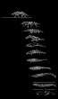 whaleevolution.gif