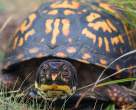 Eastern Box Turtle,Terrapene carolina carolina.jpg