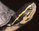 southeast-asian-box-turtle-picture.jpg