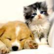 truth_about_cats_and_dogs_i.jpg