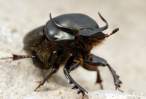 Onthophagus taurus, dung beetle a.jpg