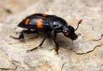 Nicrophorus orbicollis burying beetle.jpg