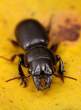 Scarites sp. ground beetle.jpg