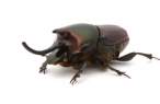 Onthophagus nigriventris dung beetle, major male.jpg