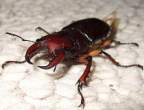 Reddish Brown Stag Beetle.jpg
